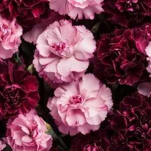 Meet your Posher, Nathalie